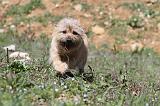CAIRN TERRIER 108